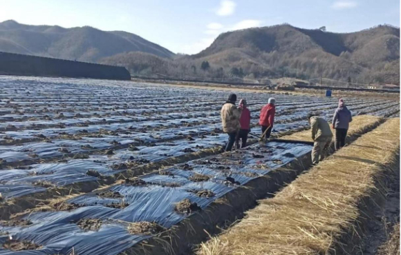 為漢參覆蓋地膜 (1).jpg